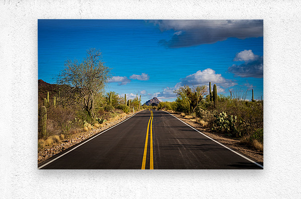 Road and cactus in Saguaro National Park  Metal print
