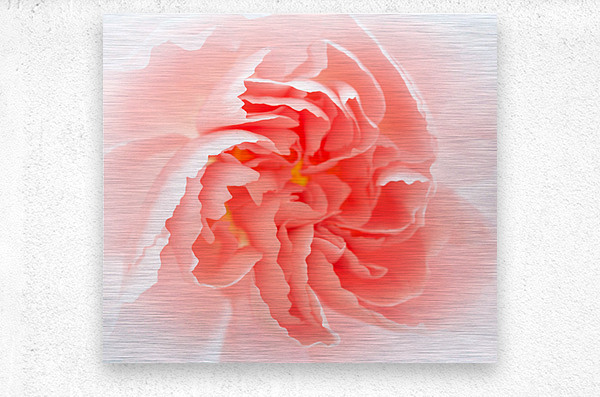 Delicate close up of petals of a carnation  Metal print