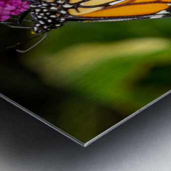 Side view of Monarch butterfly feeding in garden Metal print
