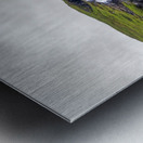 Waterfall in Tunhudalur valley near Isafjordur Iceland with lupi Metal print