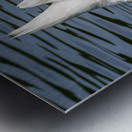 Side view of the body of a swan reaching into the water of Elles Impression metal