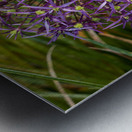 Large purple umbel of the Persian Onion or Star of Onion flower Metal print