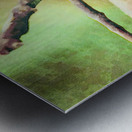 White throated mountaingem hummingbird perched on a twig  in Cos Metal print