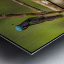 Montage of four humming birds from Costa Rica Metal print