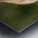 Cute Chipmunk well fed on nuts and seeds Metal print