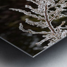 Ice covered branches start to melt to icicles Metal print