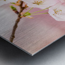 Detail macro photo of japanese cherry blossom flowers Impression metal