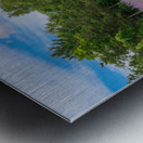 Lavender plants in blossom in early July with gazebo Metal print