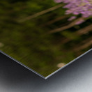 Close up of Lavender plants in blossom in early July Metal print