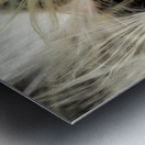 Macro photo of swamp milkweed seed pod Metal print