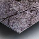 Cherry blossoms over walking trail  by the river in Morgantown W Impression metal