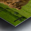 Young male highland calf in meadow facing the camera Metal print