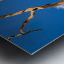 Branch of rainbow eucalyptus trees in Keahua Arboretum Metal print