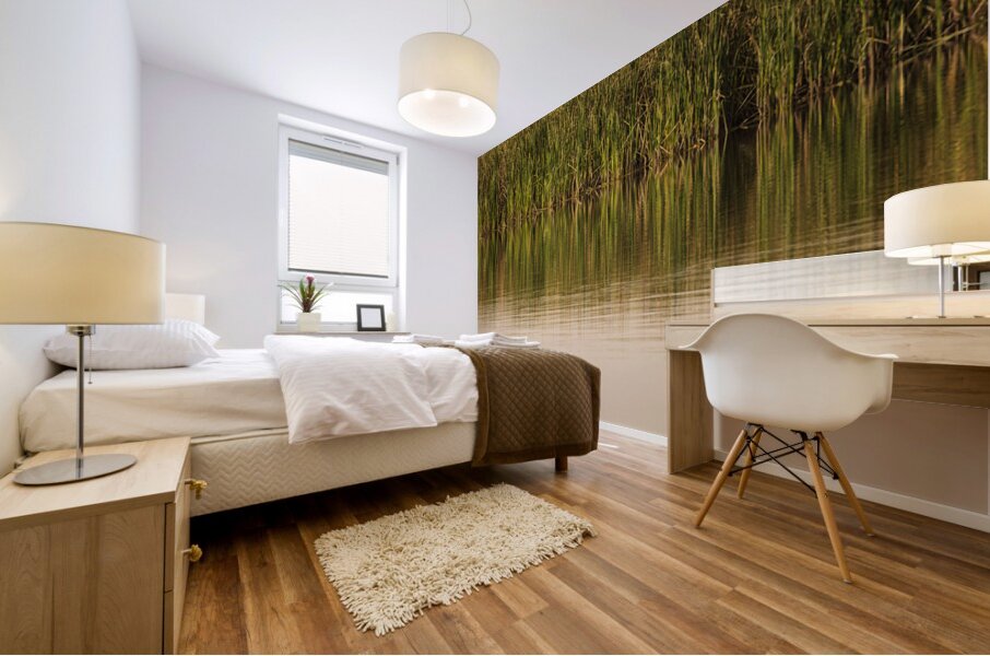The still water reflects the reeds and their golden reflections  Mural print