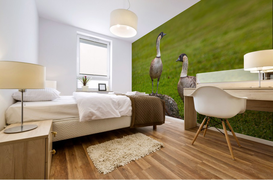 Pair of nene geese Mural print