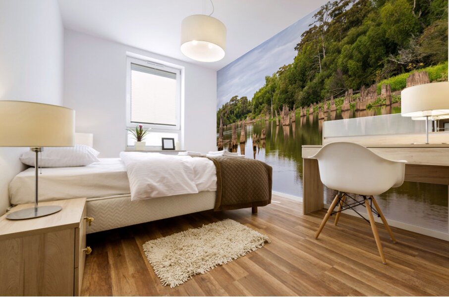 Stumps of bald cypress trees rise out of water in Atchafalaya ba Mural print