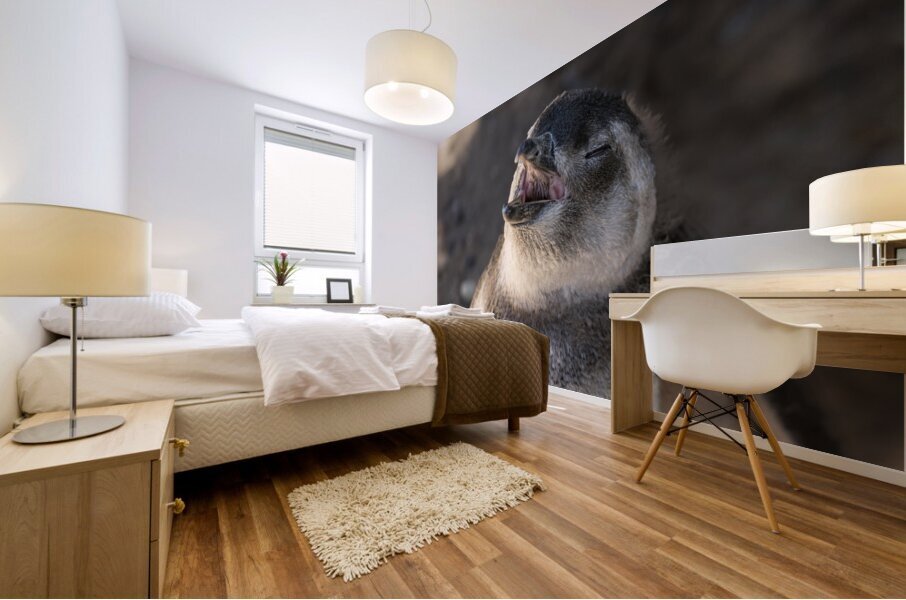 Single magellanic penguin chick showing papillae in mouth Mural print