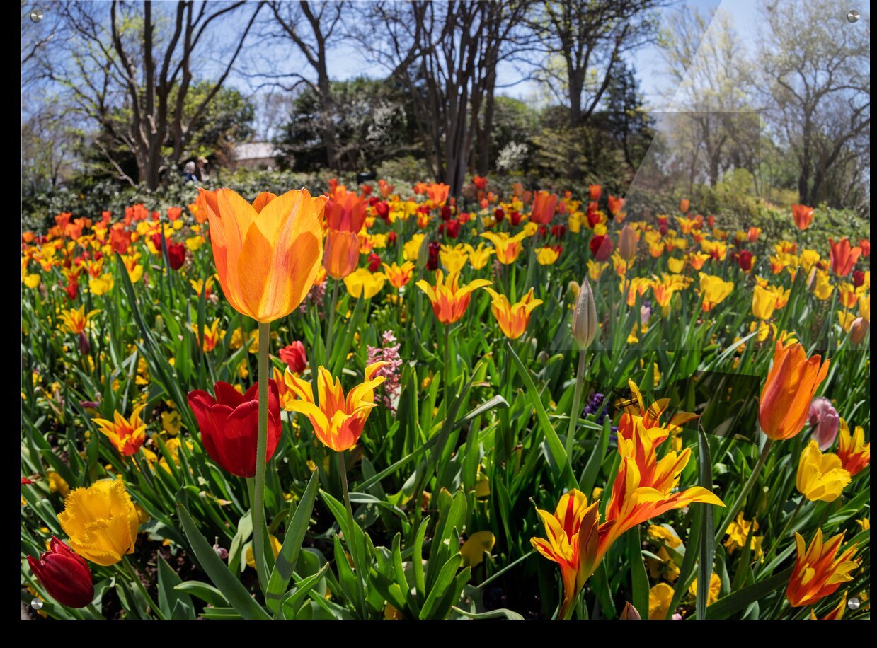 Field of vibrant tulips in full bloom creating a colorful tapes Impression murale