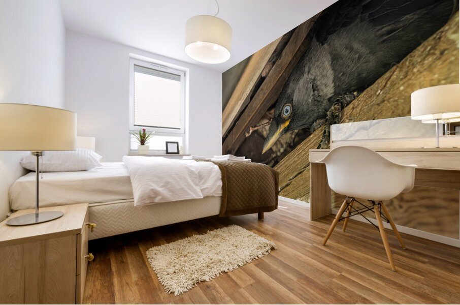 Head of a jackdaw poking out from nest in the rafters of an old  Mural print