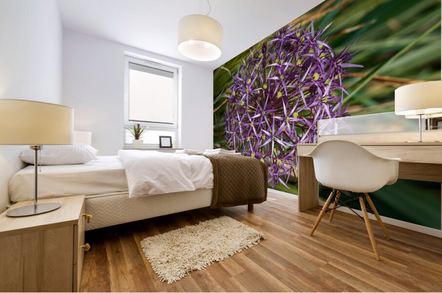 Large purple umbel of the Persian Onion or Star of Onion flower Mural print