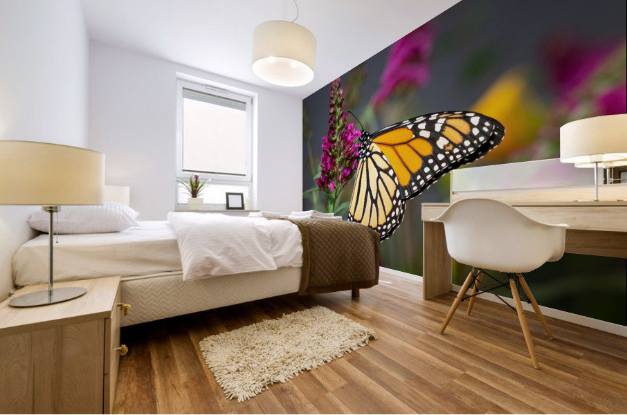 Beautiful Monarch butterfly feeding in garden Impression murale