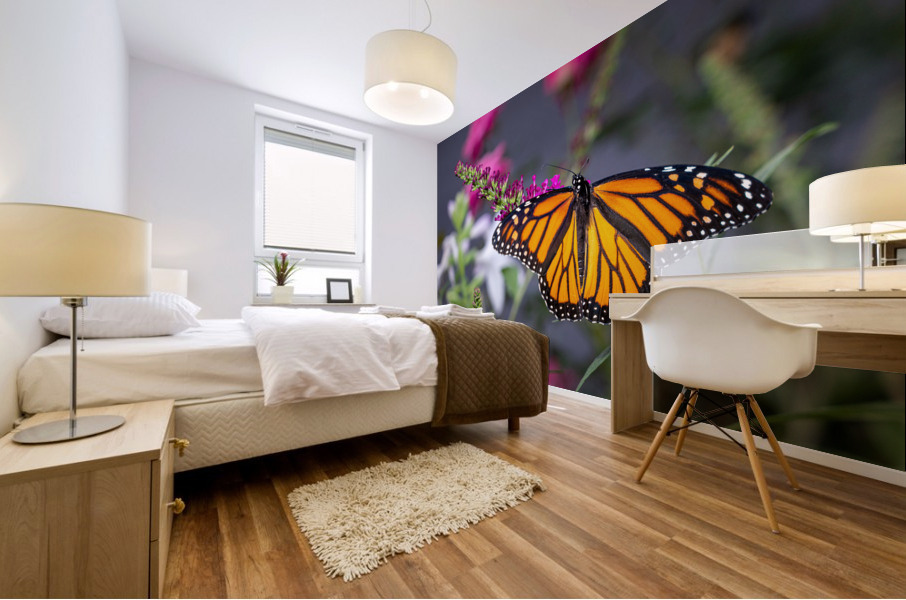 Beautiful Monarch butterfly with wings open Mural print