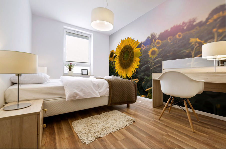 Sunflowers in early evening as sun sets Mural print