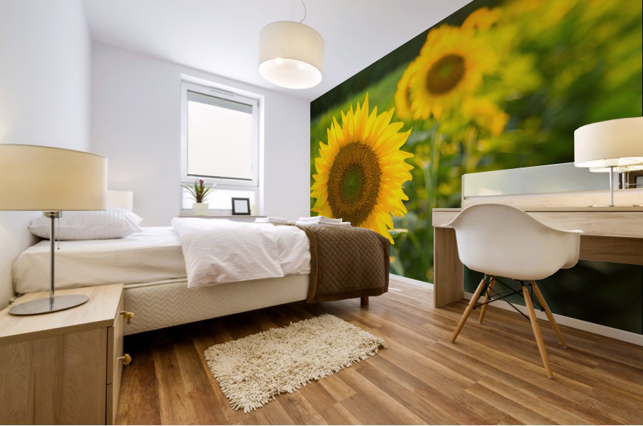 Sunflowers in early evening as sun sets Mural print