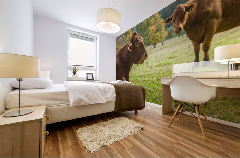 Large brown cow resting in meadow Mural print