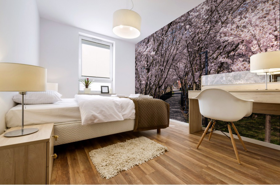 Cherry blossoms over walking trail  by the river in Morgantown W Impression murale