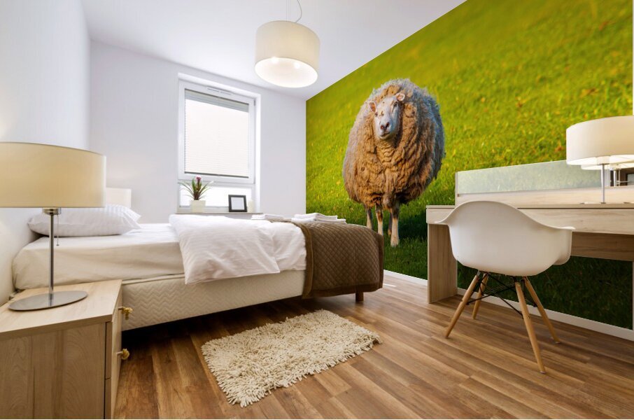 Large round sheep in meadow in Wales staring at camera Mural print