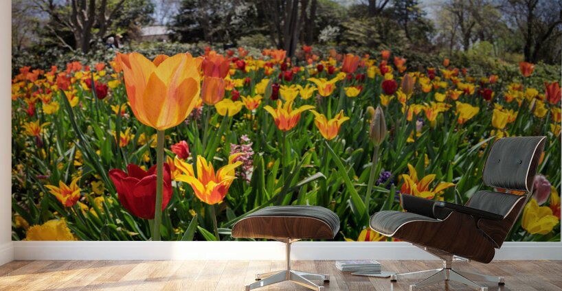Field of vibrant tulips in full bloom creating a colorful tapes Wall Murals