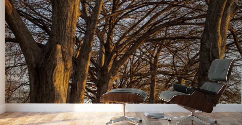 Large cypress trees in Cypress Bend Park by the side of Guadalup Wall Murals