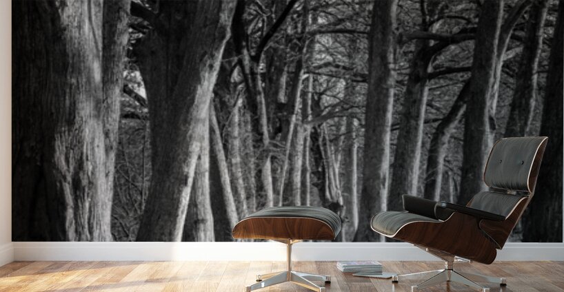 Large cypress trees in Cypress Bend Park by the side of Guadalup Wall Murals