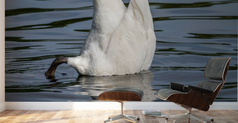 Side view of the body of a swan reaching into the water of Elles Wall Murals