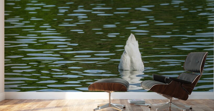 Rear view of the body of a swan reaching into the water of Elles Wall Murals