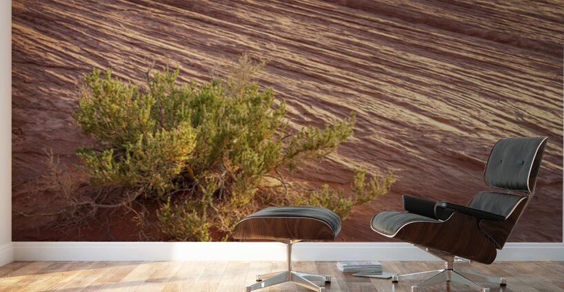 Detail of bush around Rainbow Vista trail in Valley of Fire stat Wall Murals