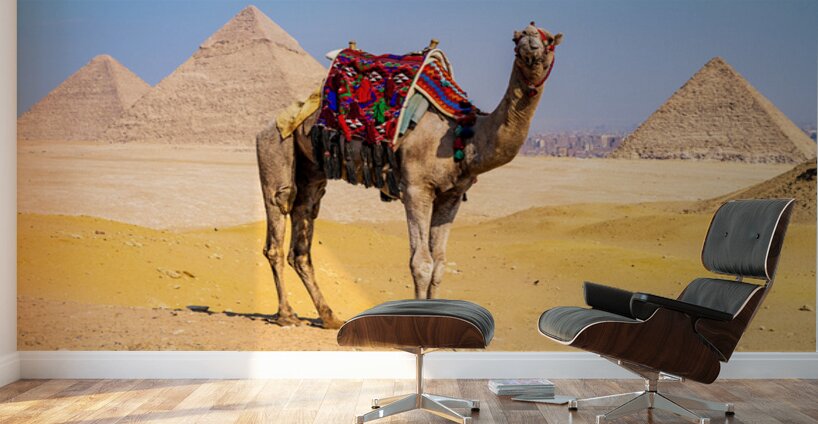 Single camel standing in front of Great Pyramid of Giza waiting  Wall Murals