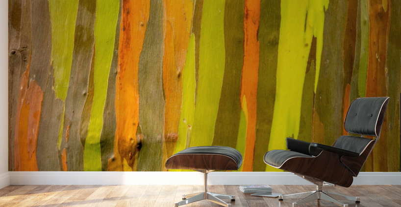 Detail of bark of Rainbow Eucalyptus tree Wall Murals
