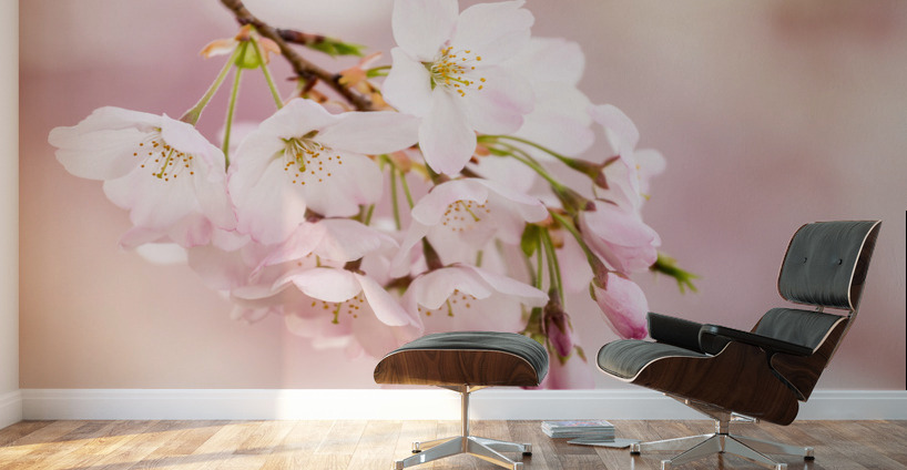 Detail macro photo of japanese cherry blossom flowers Wall Murals