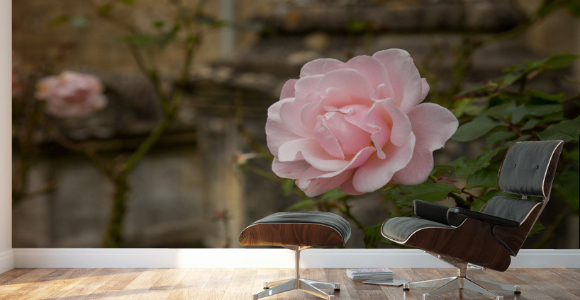 Pink rose in graveyard in Bibury Wall Murals