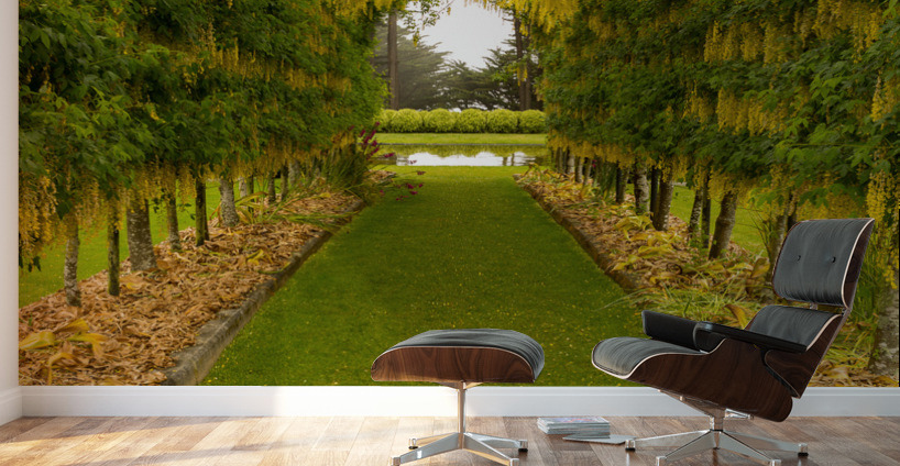 Laburnum Arch in full bloom over grass path Wall Murals
