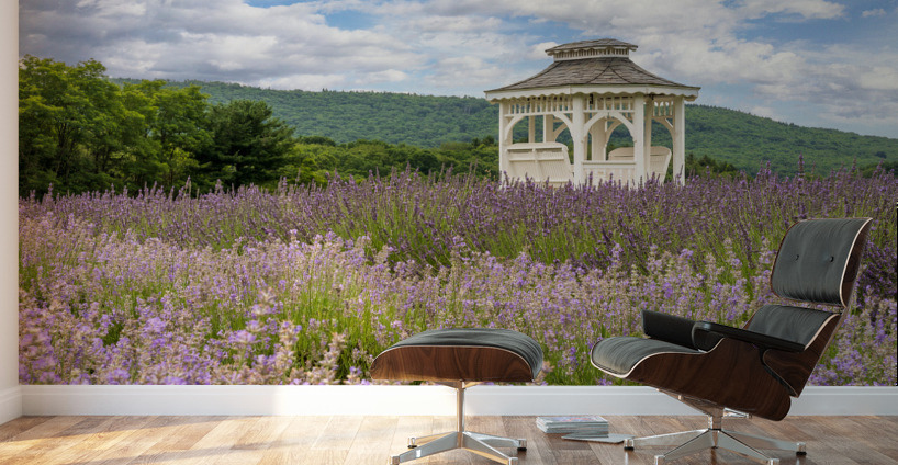 Lavender plants in blossom in early July with building Wall Murals