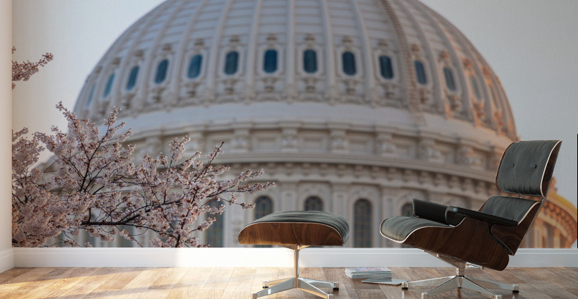 Cherry blossoms by the Capitol dome at dawn Wall Murals