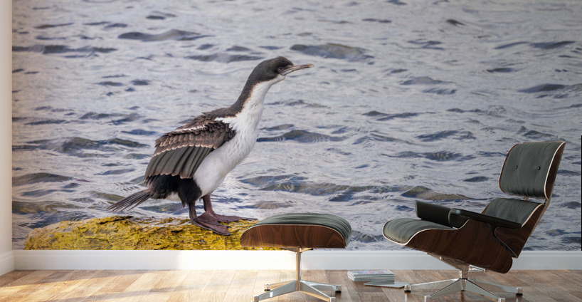 Imperial Cormorant seabird on rock in Punta Arenas Chile Wall Murals