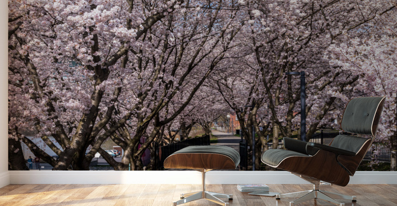 Cherry blossoms over walking trail  by the river in Morgantown W Wall Murals
