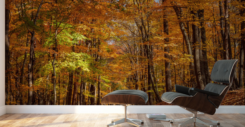 Road leading to Coopers Rock state park Wall Murals