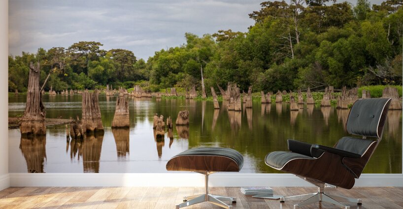 Stumps of bald cypress trees rise out of water in Atchafalaya ba Wall Murals