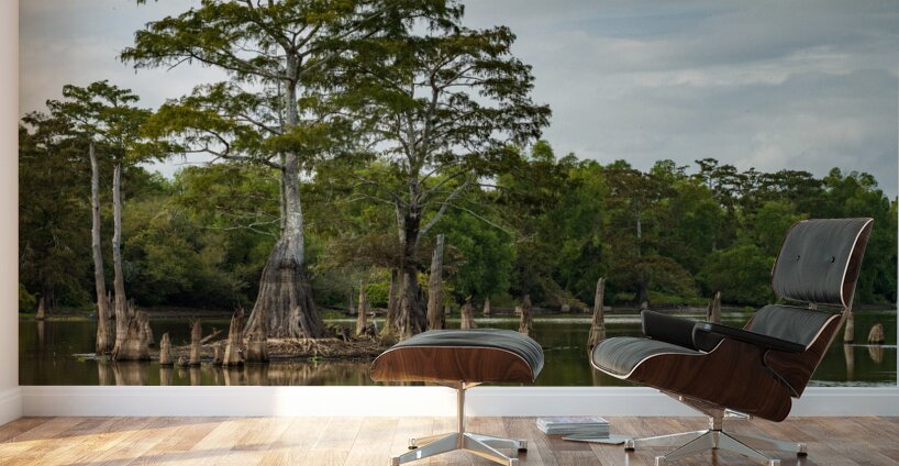 Large bald cypress trees rise out of water in Atchafalaya basin Wall Murals