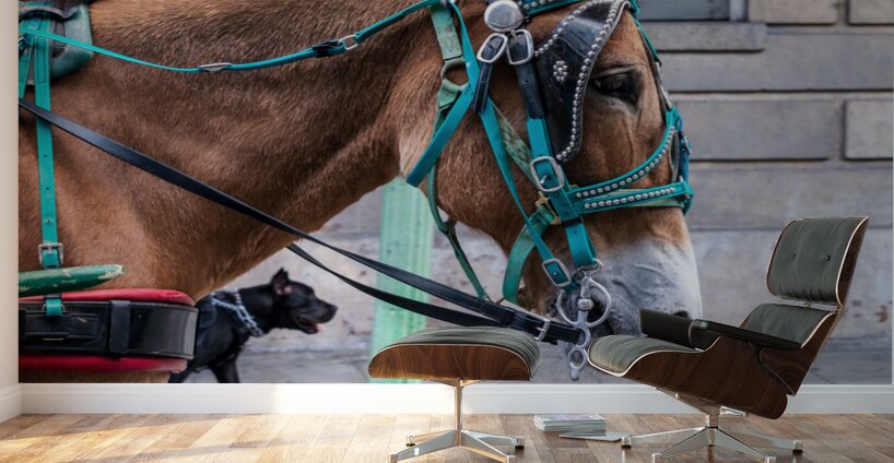 Portrait of horse pulling carriage with black dog on sidewalk Wall Murals